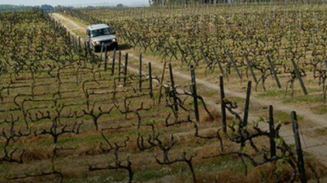 The Winemaker Is Me