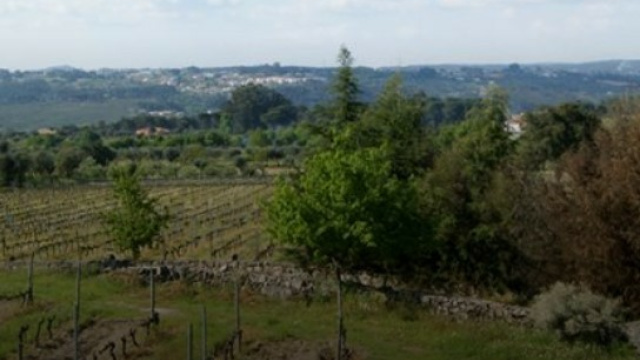 Picnic en el viñedo