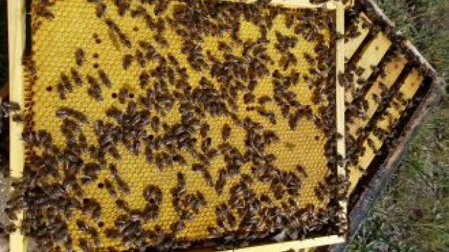Visit to the world of bees