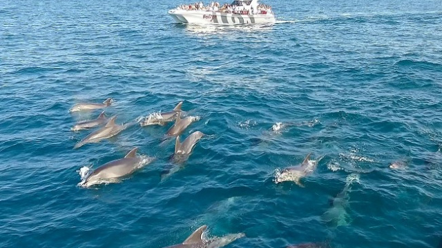 Golfinhos & Grutas (Catamaran)