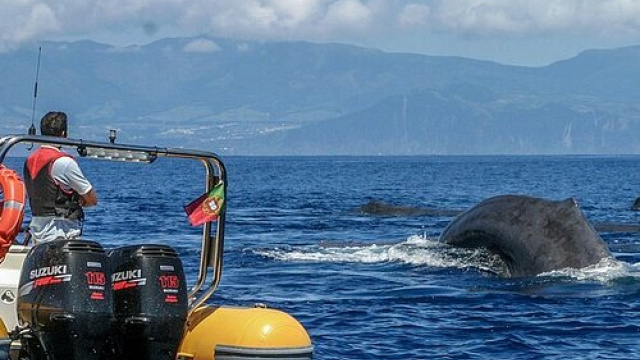 Whale Watching in the Azores