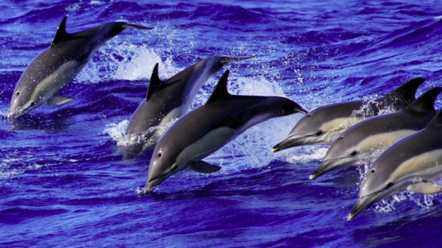Swimming with Dolphins