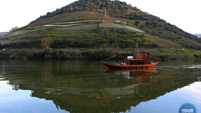 Experiência Vinícola no Vale do Douro