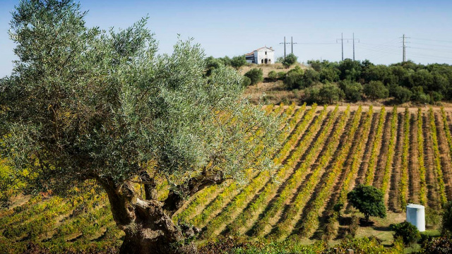 Despedida en Alentejo con reflexión en equipo y almuerzo en la finca