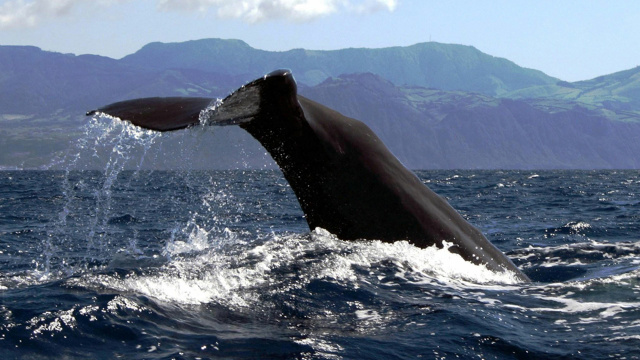 Whale and dolphin watching private boat tour (All-Inclusive)