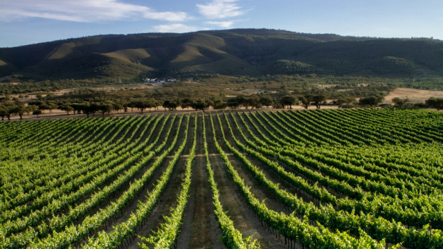 Tour privado del vino del Alentejo (Todo incluido)